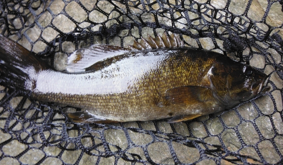 Fish360