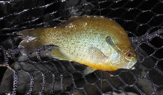 Fish360