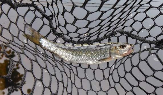 Fish360