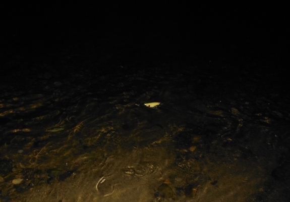 Fish360 esca