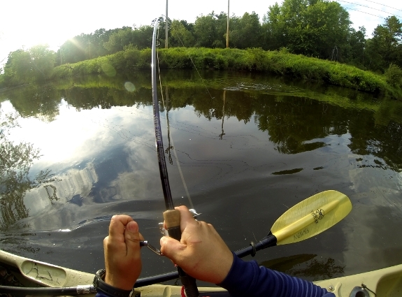 Fish360 Gary Yamamoto D-Shad