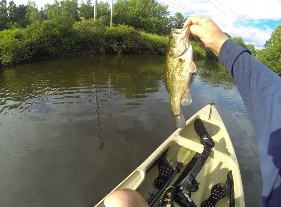 Fish360 Gary Yamamoto D-Shad
