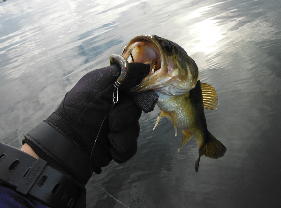 Fish360 Maine Bass