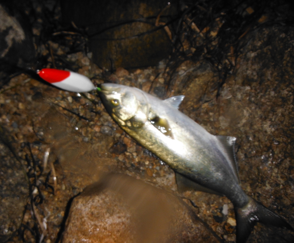 Fish360 Cuttyhunk 2014