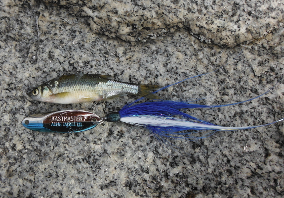 Fish360 Wachusett Reservoir
