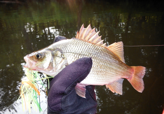 Fish360 White Perch Kayak Fishing