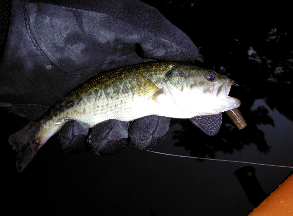 Fish360 Fish small, hook big