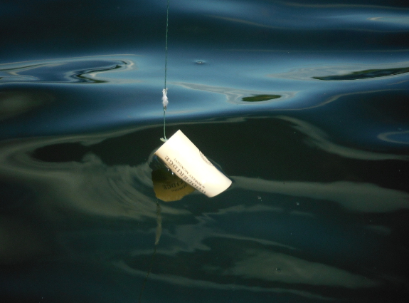 Fish360 DIY Bobber