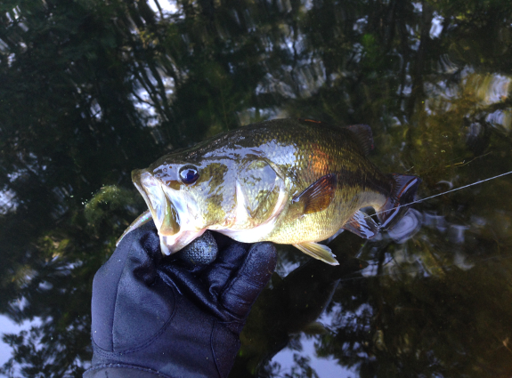 Fish360 Senko Largemouth bass