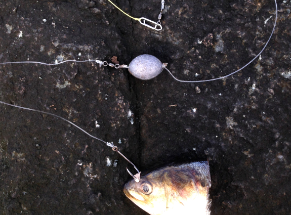 Fish360 Canal Chunking Rig