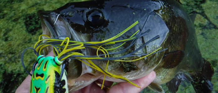 Fish360 Frog Bass