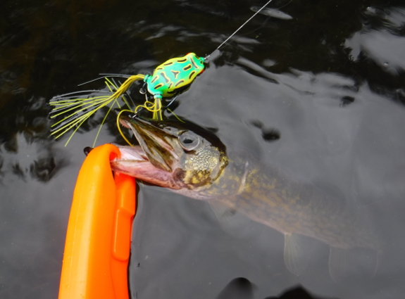 Fish360 Fall Frogging