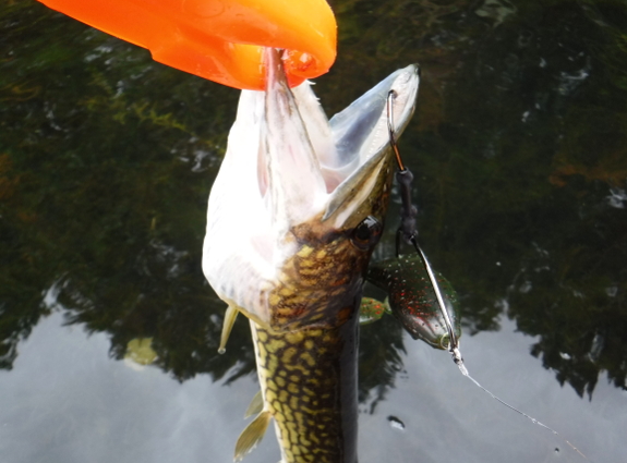 Fish360 Fall Frogging