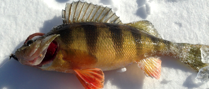 Fish360 ice Fishing Yellow Perch