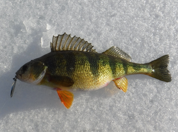 Fish360 Ice Fishing Trolling