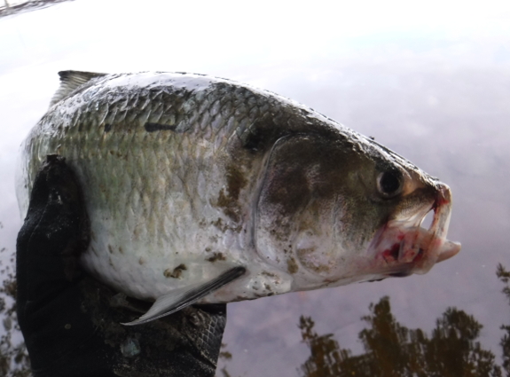 Fish360 American Shad