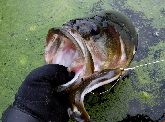 Fish360 Shadows and Structures Frog Large Mouth Bass