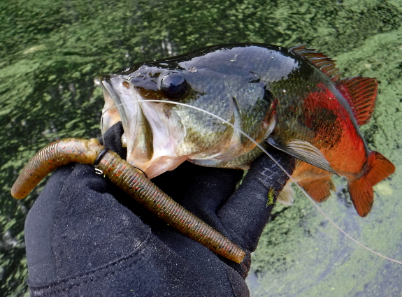 Fish360 Shadows and Structures Senko Large Mouth Bass