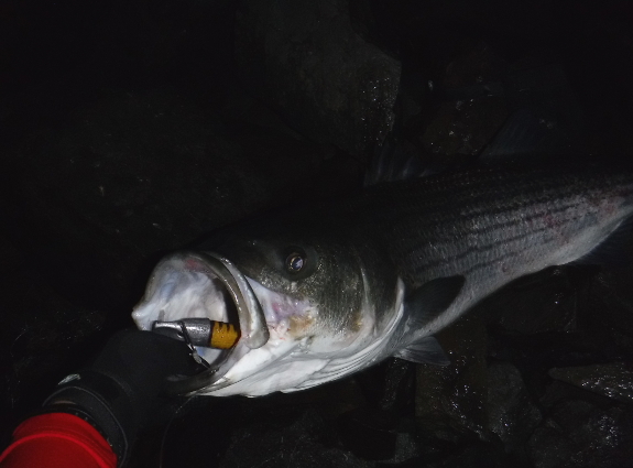Fish360 Al Gags Whip-It Fish Greg Myerson World Record Striper Company