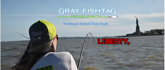 Gray FishTag Research Northeast Striped Bass Study