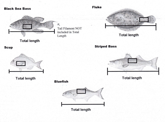 Fish360 SADCT Scale Program