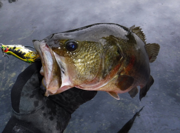 Fish360 Five Frog Challenge II