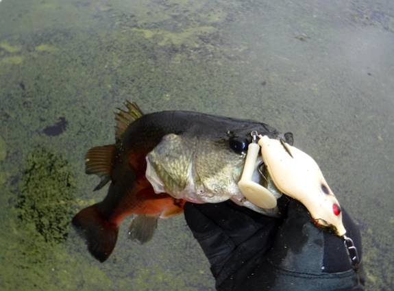 Fish360 Five Frog Challenge II