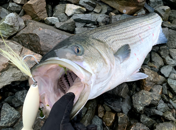 Fish360 Striped Bass