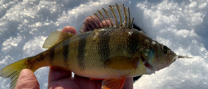 Fish360 Old Glory Outdoors Ice Fishing Tournament 2021 Yellow Perch