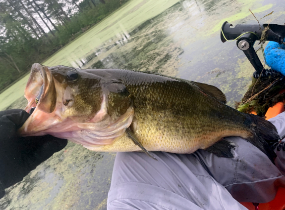 Fish360 DIY Frog Trailer Hook Field Test
