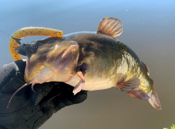 Fish360 Senko Multi-Species Search Bait Catfish