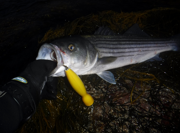 Fish360 Cuttyhunk 2025
