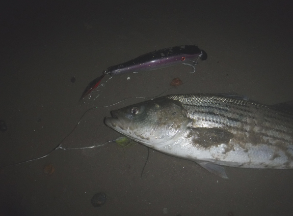 Fish360 Cuttyhunk 2025