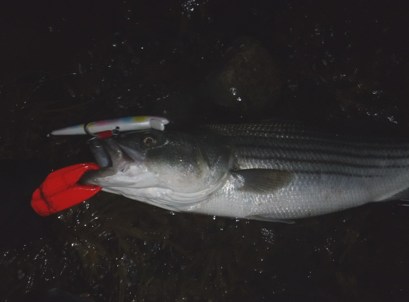 Fish360 Cuttyhunk 2025